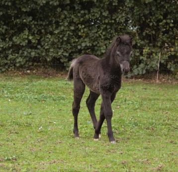Shetland x Appaloosa merrie 🩷 en hengstveulen 🩵 beschikbaar voor biedingen