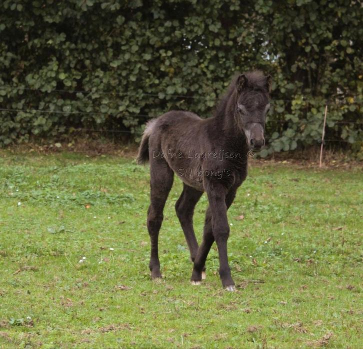 Shetland x Appaloosa merrie 🩷 en hengstveulen 🩵, Dieren en Toebehoren, Paarden en Pony's | Dekhengsten en Fokmerries, Meerdere dieren