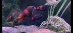 Tropheus sp. 'kirschfleck', Dieren en Toebehoren, Vis, Zoetwatervis, Schoolvis