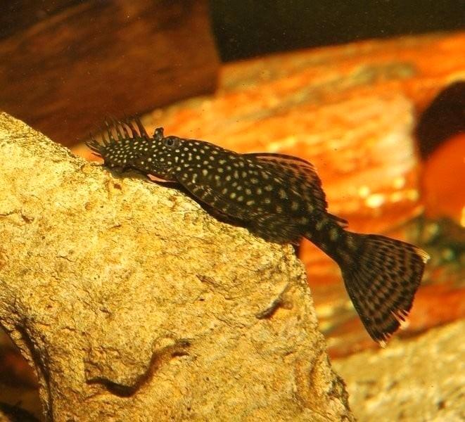Ancistrus jongen te koop of te ruil, Dieren en Toebehoren, Vissen | Aquariumvissen