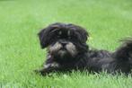 Lhasa-apso pup pups nu beschikbaar, CDV (hondenziekte), Meerdere, 8 tot 15 weken, Meerdere dieren
