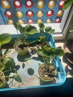 pannenkoekenplant of pilea, Huis en Inrichting, Ophalen of Verzenden, Halfschaduw, Minder dan 100 cm