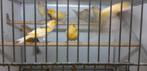 CANARIS ARLEQUINS, Canari de couleur, Plusieurs animaux