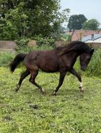 Zwarte 2 jarige D pony hengst: Nia Domo’s Bolero X Kantje’s, Hengst, 0 tot 2 jaar, Gechipt, D pony (1.37m tot 1.48m)