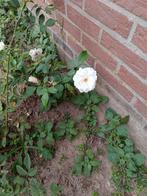 Witte rozen planten gratis, Tuin en Terras, Planten | Struiken en Hagen, Ophalen