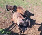 ouessant - kweekkoppel - lam ram, Dieren en Toebehoren