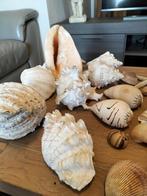 grote doopvond, Verzamelen, Mineralen en Fossielen, Ophalen of Verzenden, Schelp(en)