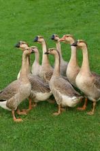 Knobbelganzen, Dieren en Toebehoren, Pluimvee
