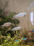 Knorgourami's groep 3 st, Poisson