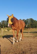 Ter adoptie, als weidemaatje of coachingpaard, Dieren en Toebehoren, Ruin, Niet van toepassing, 165 tot 170 cm, 11 jaar of ouder