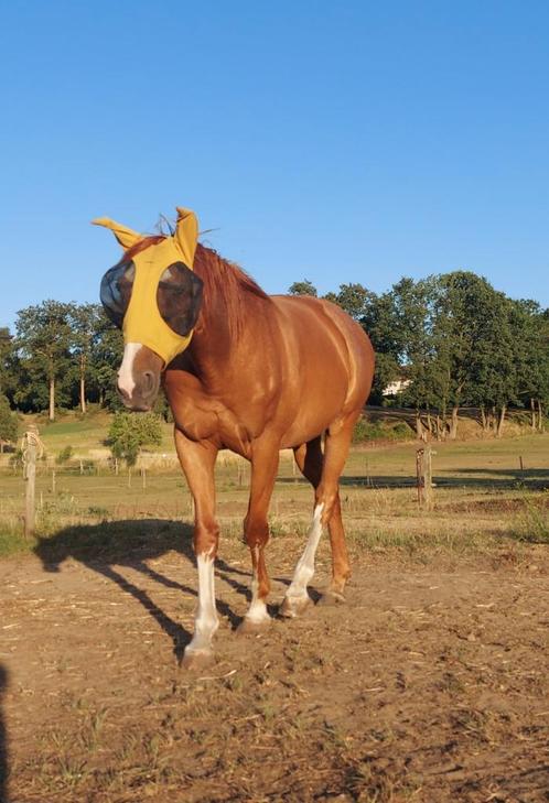 Ter adoptie, als weidemaatje of coachingpaard, Dieren en Toebehoren, Paarden, Ruin, Niet van toepassing, 165 tot 170 cm, 11 jaar of ouder