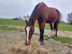 Draver, Dieren en Toebehoren, Paarden, Ruin, Zadelmak, 7 tot 10 jaar, Gechipt