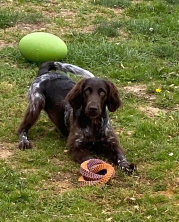 Heidewachtel of de kleine munsterlander pups beschikbaar voor biedingen