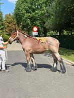 Jaarling trekpaard merrie te koop, Dieren en Toebehoren, Merrie, Minder dan 160 cm, 0 tot 2 jaar, Tuigpaard