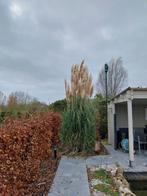 Pampasgras, Jardin & Terrasse, Plantes | Arbustes & Haies, Enlèvement