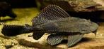 Pleco 2 jaar oud en ongeveer 30 cm, Dieren en Toebehoren, Vissen | Aquariumvissen