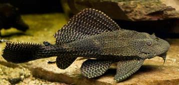 Pleco 2 jaar oud en ongeveer 30 cm beschikbaar voor biedingen