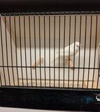 Mooie witte en split mannen te koop, Dieren en Toebehoren, Mannelijk, Kleurkanarie