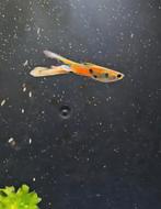 Guppy Endler Man, Dieren en Toebehoren, Ophalen