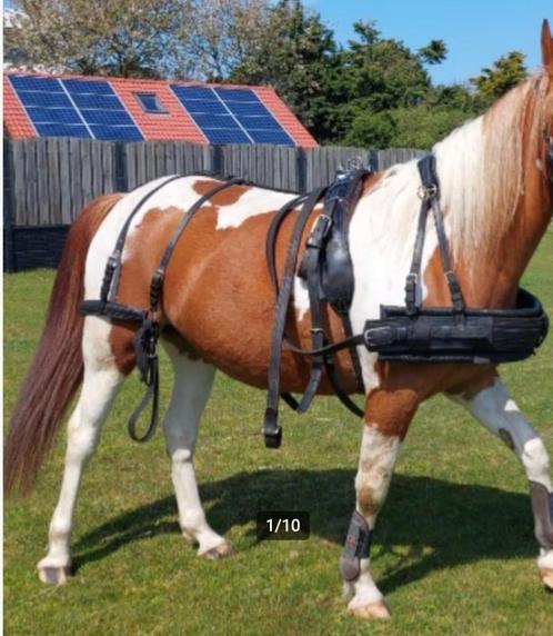 Harnais pour chevaux pour E-pony et modèles plus grands, Animaux & Accessoires, Chevaux & Poneys | Brides & Harnachement, Utilisé