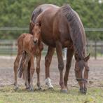 Hengst veulen van HH Conrad Z, Gechipt, Springpaard, 0 tot 2 jaar, Hengst