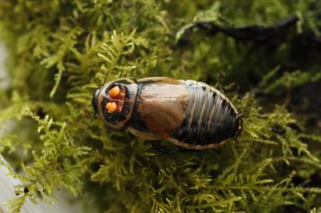 L. verrucosa glowspot kakkerlakken  beschikbaar voor biedingen