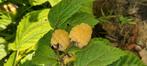 Gele frambozenplant, Tuin en Terras, Planten | Fruitbomen, Ophalen