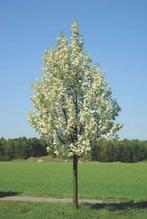 SIERPERELAARS Pyrus Calleryana CHANTICLEER, HOOGSTAM 38€/st., Tuin en Terras, Planten | Tuinplanten, Ophalen, Lente, Vaste plant