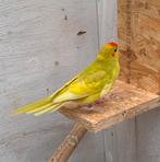 Kakariki fallow pop, Dieren en Toebehoren, Vrouwelijk, Parkiet, Geringd