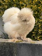 Zijdehoen hennen, Dieren en Toebehoren, Pluimvee, Vrouwelijk, Kip