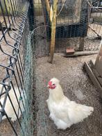 koppel zijdehoenen krielen 100% wit, Plusieurs animaux, Poule ou poulet