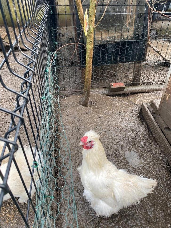 koppel zijdehoenen krielen 100% wit, Dieren en Toebehoren, Pluimvee, Kip, Meerdere dieren