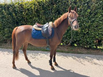 Super brave D pony  beschikbaar voor biedingen
