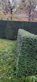 Tuinman gezocht?, Tuin en Terras, Ophalen