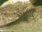 Spaanse ribbensalamander pleurodeles waltz, Dieren en Toebehoren, Reptielen en Amfibieën, 0 tot 2 jaar, Amfibie