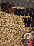 Cavia.s 5 normaal te koop, Dieren en Toebehoren, Knaagdieren, Cavia