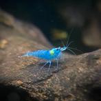 Crevettes bleues - neocaridina 'blue jelly'