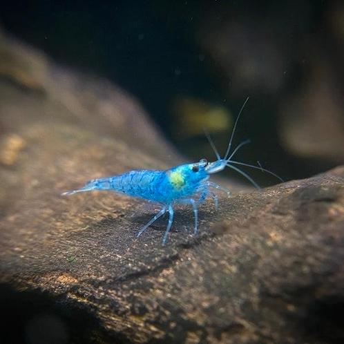 Crevettes bleues - neocaridina 'blue jelly', Animaux & Accessoires, Poissons | Poissons d'aquarium