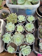 Vetplant graptoveria titubans, Ophalen, Vetplant