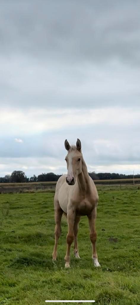 Magnifique poulain Palomino à vendre, Animaux & Accessoires, Chevaux