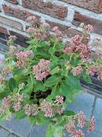 Roze hemelsleutel, Enlèvement, Plante fixe