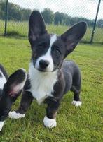 Welsh Corgi Cardigan pups Belgisch corgi pups, Dieren en Toebehoren, Honden | Herdershonden en Veedrijvers, België, Overige rassen