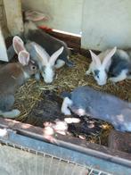 Jonge duitse reuzen, Dieren en Toebehoren