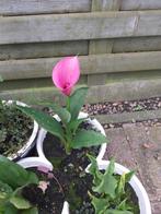 Zantedeschia Calla (Aronskelk), Tuin en Terras, Planten | Tuinplanten, Ophalen, Winter, Volle zon
