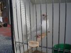 albino en blauw split albino, Dieren en Toebehoren, Vogels | Overige Vogels, Meerdere dieren, Tropenvogel, Geringd