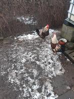 Hanen, Dieren en Toebehoren