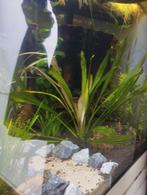 Aquariumplant, Dieren en Toebehoren, Vissen | Aquaria en Toebehoren, Ophalen, Zo goed als nieuw