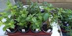 10 plantjes munt in verschillende soorten, Vaste plant, Ophalen of Verzenden, Halfschaduw, Kruiden