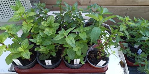 10 plantjes munt in verschillende soorten, Tuin en Terras, Planten | Tuinplanten, Vaste plant, Kruiden, Halfschaduw, Zomer, Ophalen of Verzenden