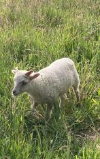 Ouessant rammetje, Dieren en Toebehoren, Mannelijk, Schaap, 0 tot 2 jaar